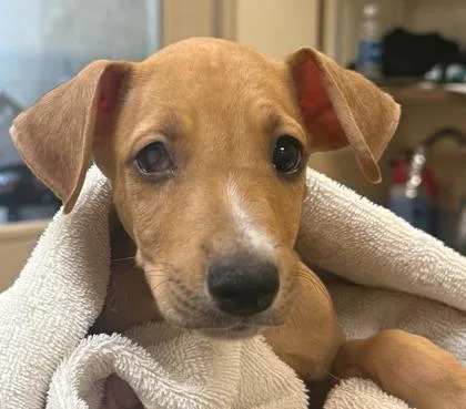 A baby small-sized female Mixed Breed dog named Dory for adoption in Honolulu, HI
