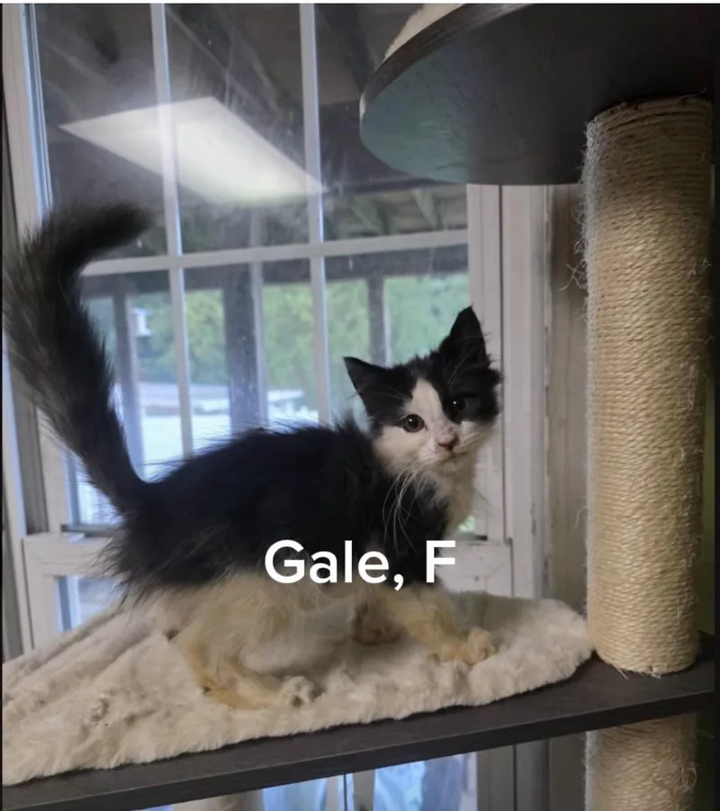 A baby small-sized female White Domestic Long Hair cat named Gale for adoption in Shrewsbury, MA