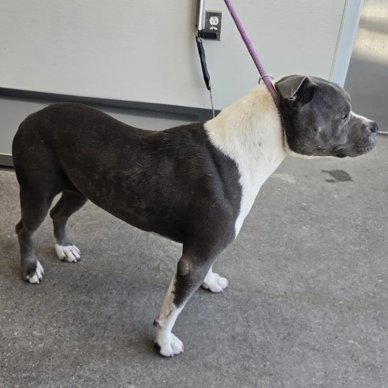 An adult medium-sized female Gray / Blue / Silver Mixed Breed dog named Sonya for adoption in Las Cruces, NM