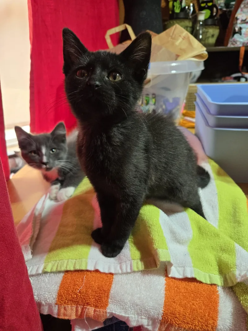 A baby medium-sized female Black Domestic Short Hair cat named Jitterbug for adoption in Sioux Falls, SD