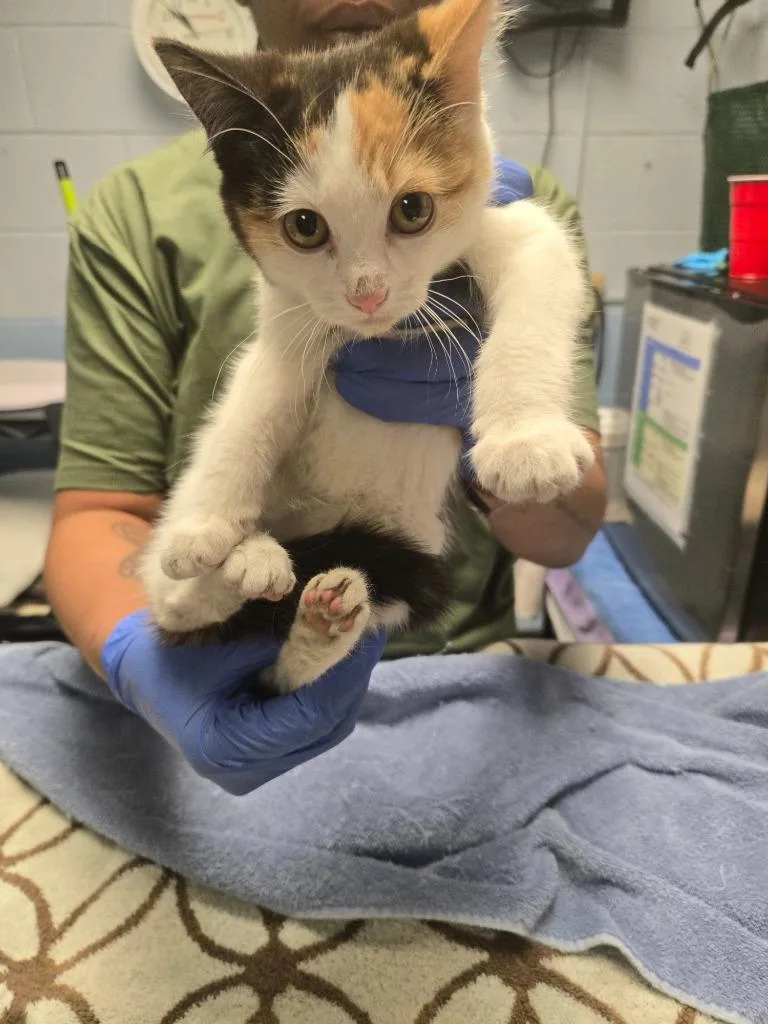 A baby small-sized female Domestic Short Hair cat named Trinket for adoption in Detroit, MI