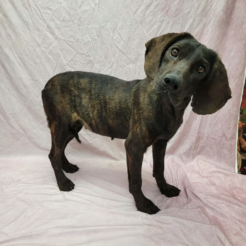 An adult medium-sized female Brindle Plott Hound dog named Lainey for adoption in Statesboro, GA