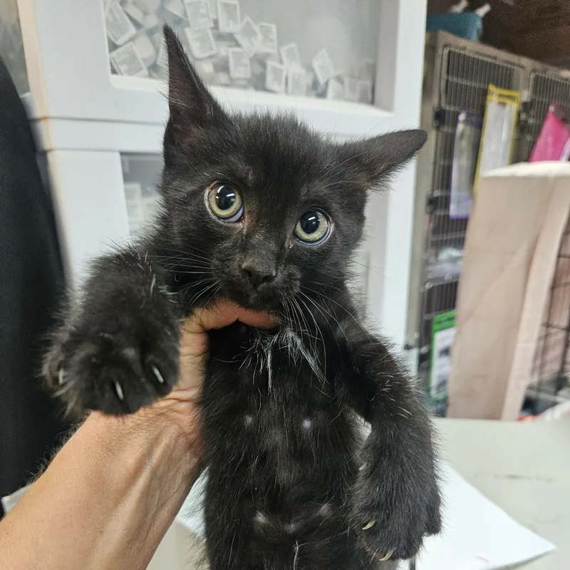 A young small-sized female Black Domestic Short Hair cat named Brave for adoption in Hattiesburg, MS