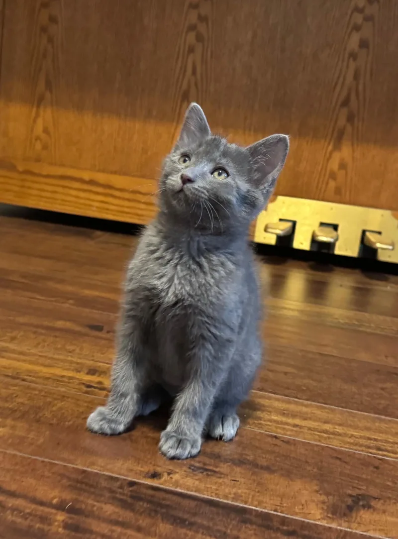 A baby small-sized male Domestic Short Hair cat named Thunder for adoption in Hurricane, UT