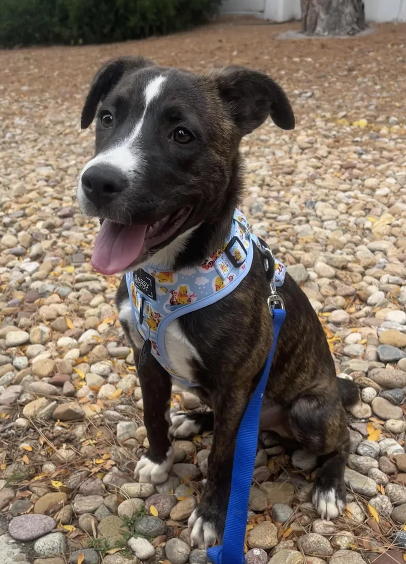 A young medium-sized female American Staffordshire Terrier dog named Yahtzee for adoption in Longmont, CO