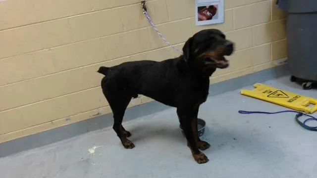 An adult large-sized male Rottweiler dog named Beefcake for adoption in Tulsa, OK