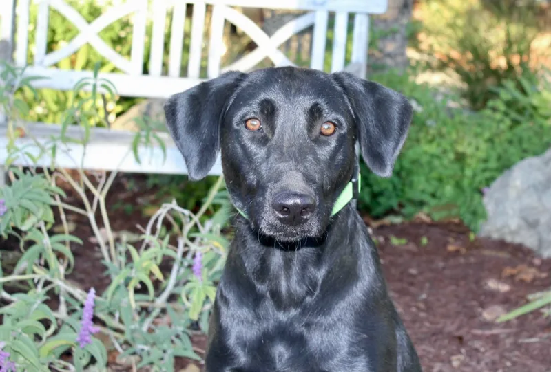 A young large-sized female Black Labrador Retriever dog named Raven for adoption