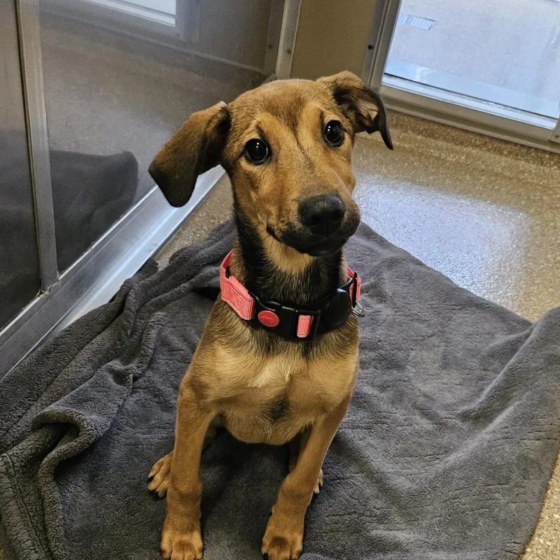 A baby medium-sized female Brown / Chocolate Mixed Breed dog named Miss Piggy for adoption in Sonoma, CA