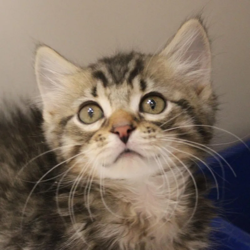 A baby small-sized male Brown / Chocolate Domestic Long Hair cat named Duke for adoption in Champaign, IL