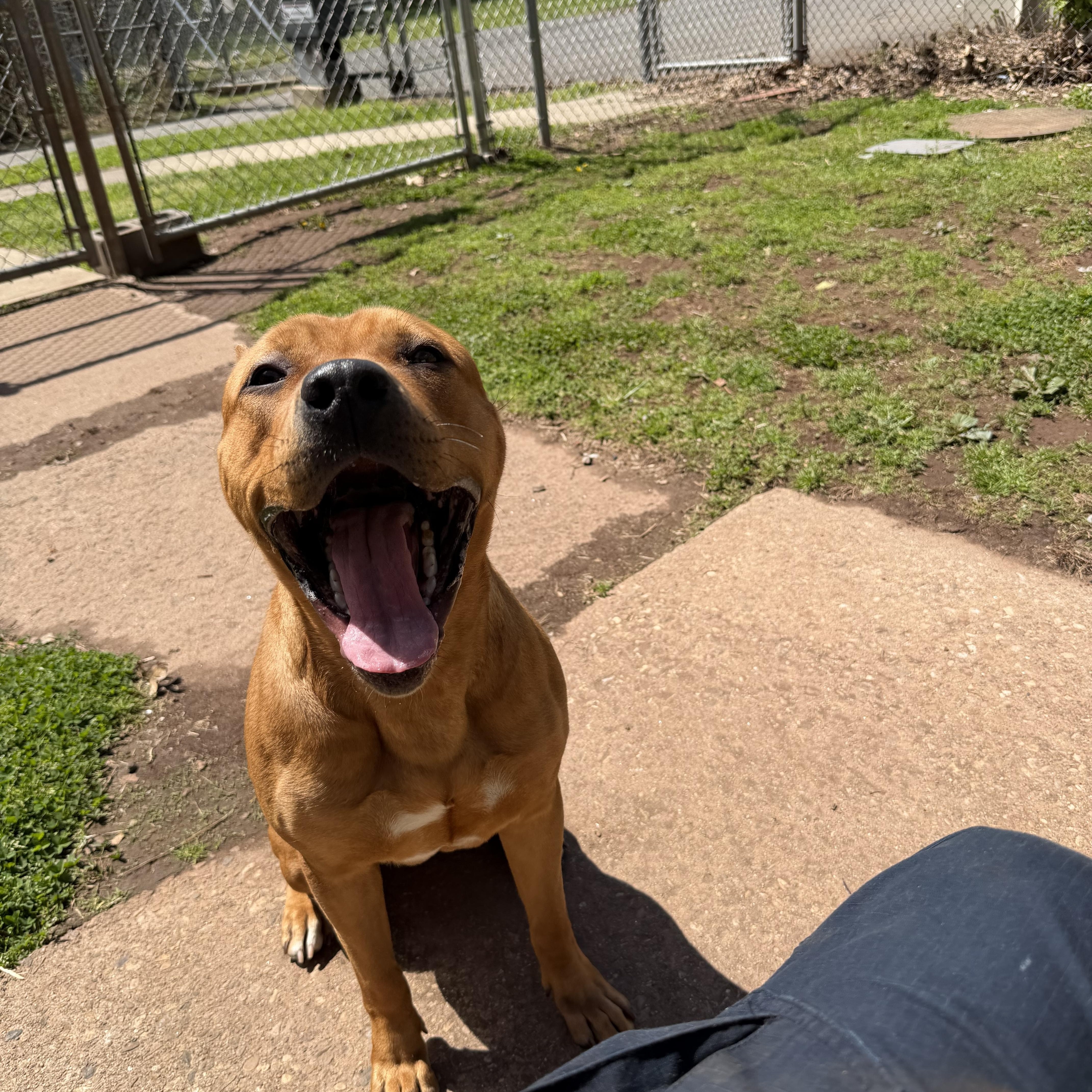 Cinnamon