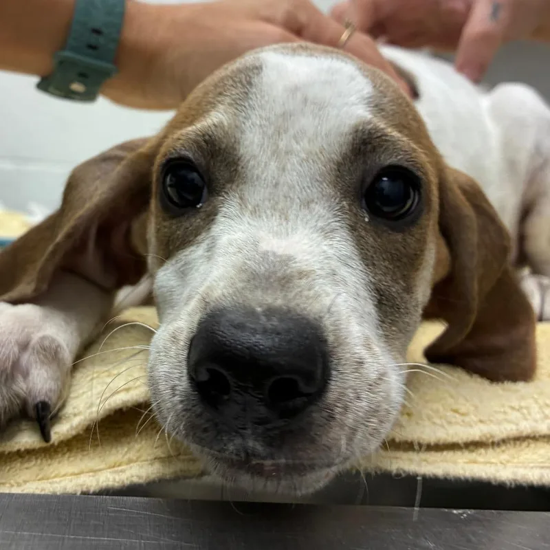A baby small-sized male White / Cream Hound dog named Jon for adoption in Corpus Christi, TX