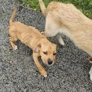 A baby medium-sized male Golden Mixed Breed dog named Bodhi for adoption in Springfield, MO