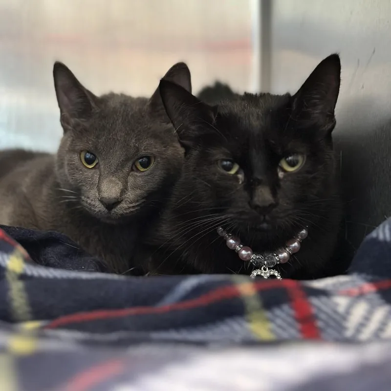 A young medium-sized female Black Domestic Short Hair cat named Zorua for adoption in Matteson, IL