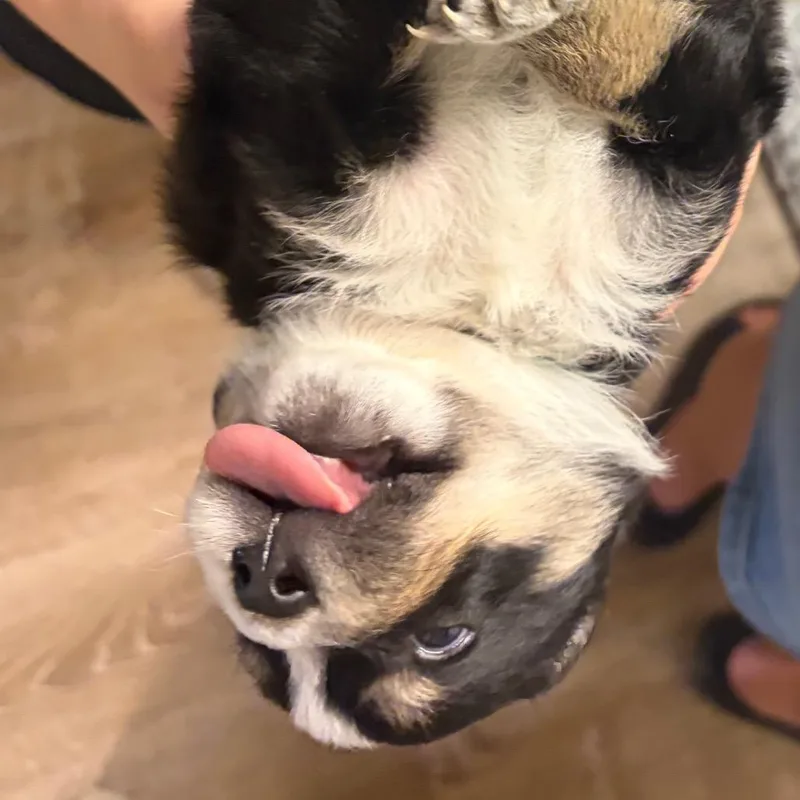 A baby small-sized male Australian Cattle Dog / Blue Heeler dog named Hank for adoption in Parker, CO