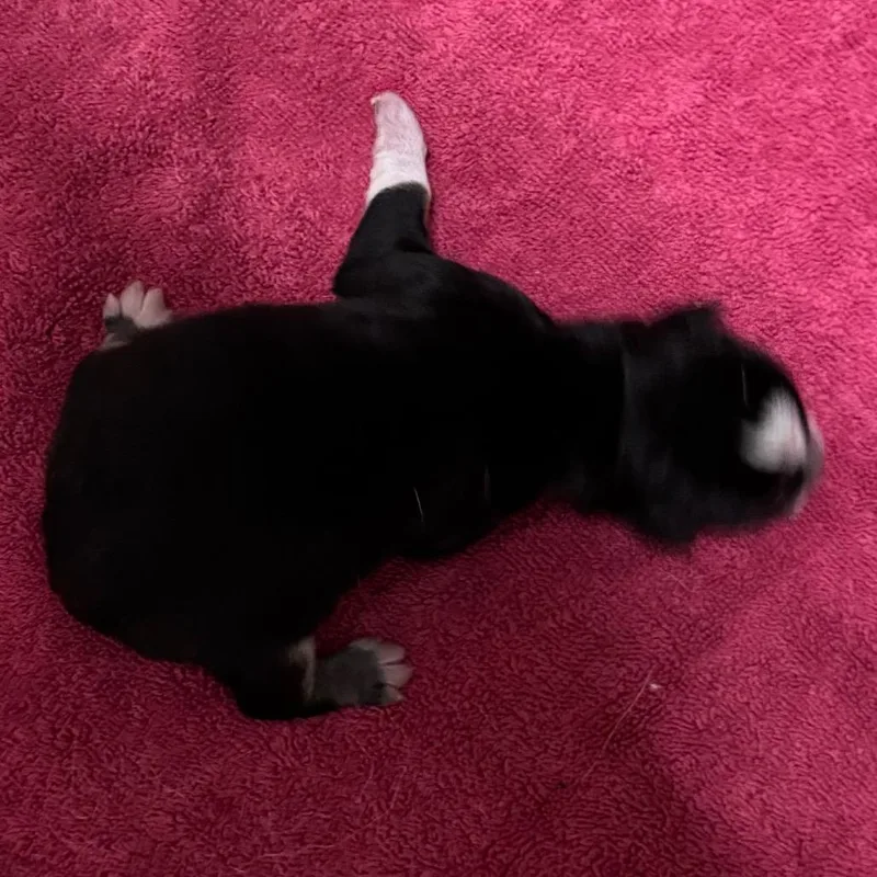 Hank thumbnail 6