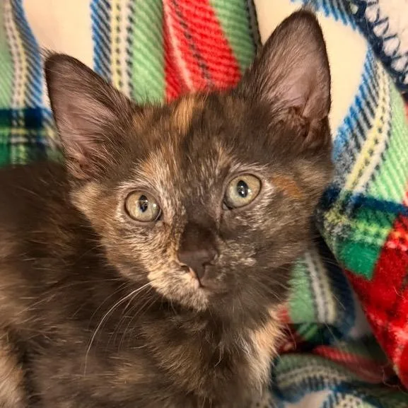 A baby small-sized female Black Domestic Short Hair cat named Dolly for adoption in Santa Barbara, CA