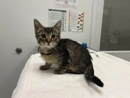 A baby small-sized male Brown / Chocolate Domestic Short Hair cat named John for adoption in Kansas City, MO