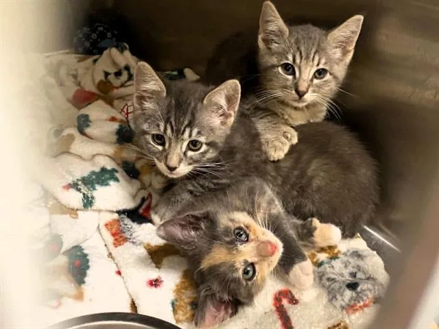 A baby small-sized female Domestic Short Hair cat named Juliet for adoption in Tustin, CA