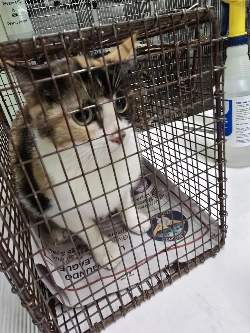 A young small-sized female Domestic Short Hair cat named Perro Gato for adoption in Los Angeles, CA