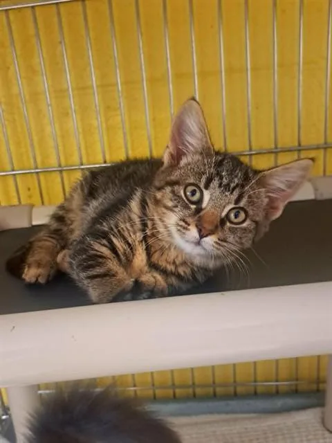 A baby small-sized female Domestic Medium Hair cat named Lady Byron for adoption in Easton, MD