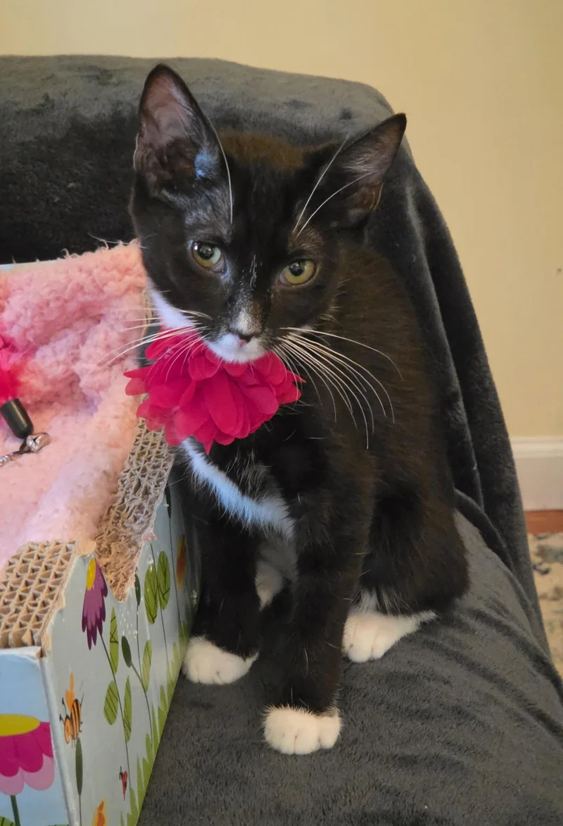 A baby medium-sized female Domestic Short Hair cat named Nori for adoption in Flushing, NY