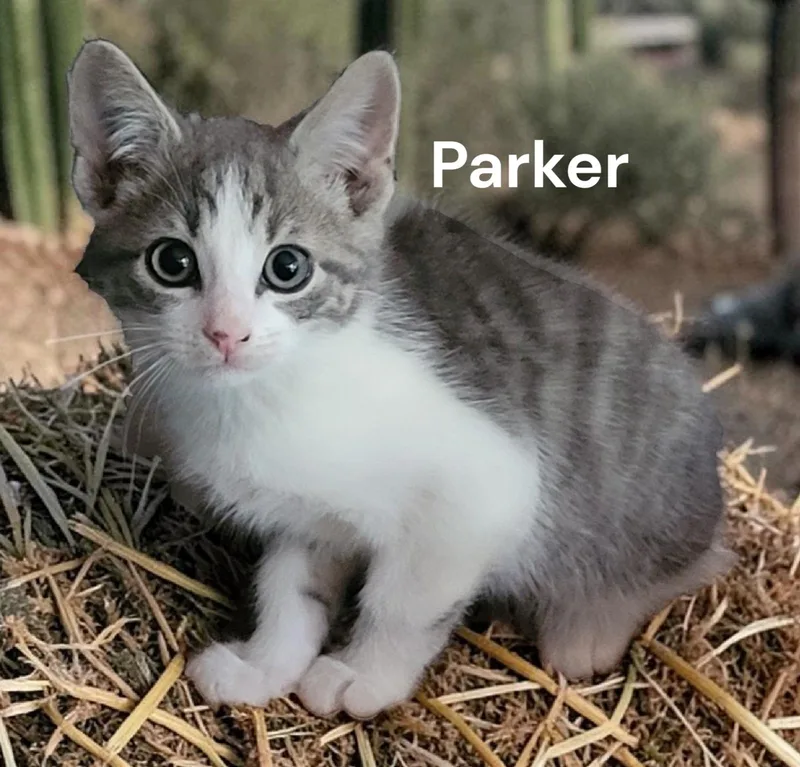A baby medium-sized male Tabby cat named Parker for adoption in Weems, VA