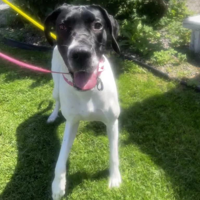 A young extra large-sized female Great Dane dog named Benelli for adoption in Pittsford, VT
