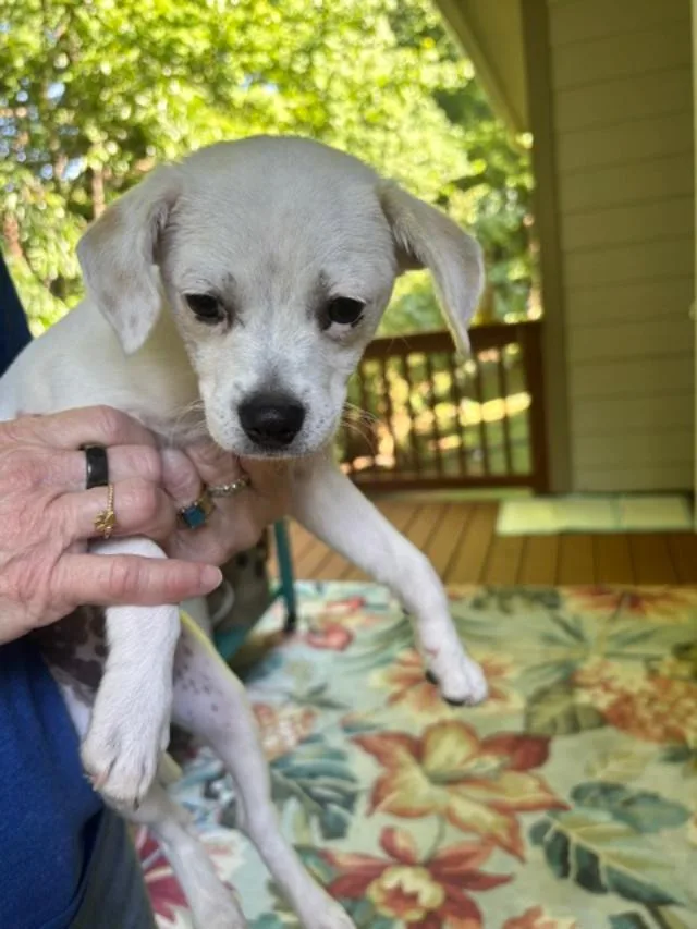 A baby small-sized male White / Cream Chihuahua dog named Daniel for adoption in Cary, NC