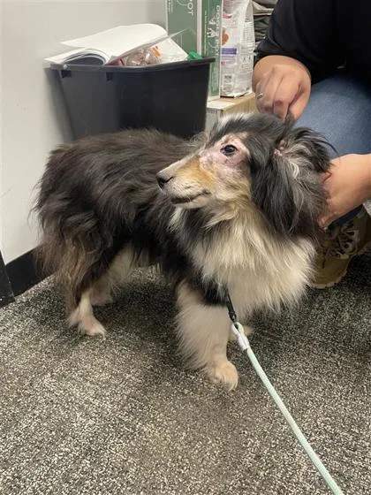 A senior medium-sized female Shetland Sheepdog / Sheltie dog named Reagen for adoption in West Chester, PA