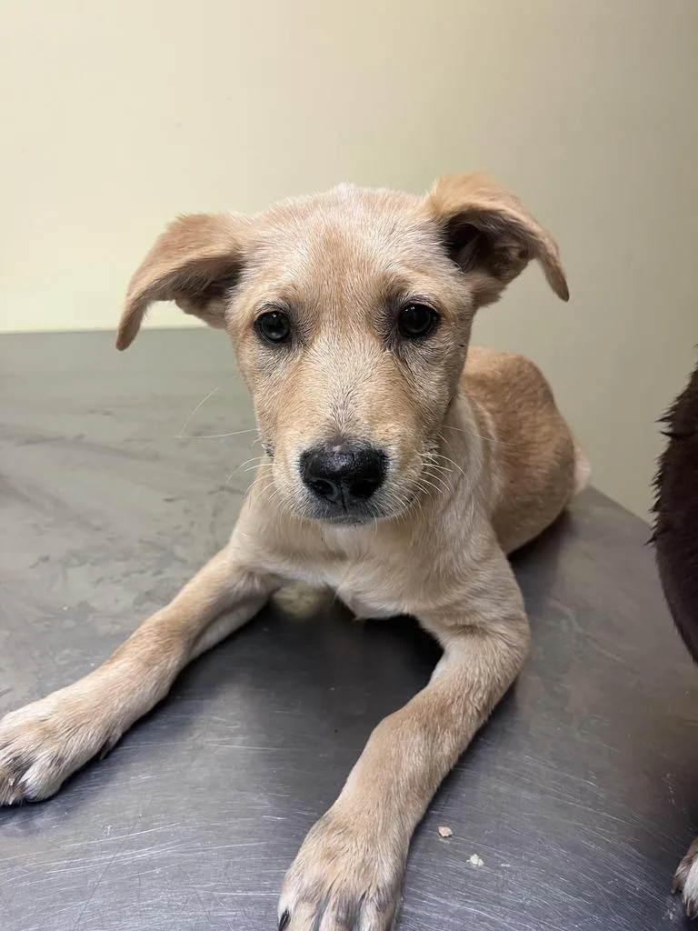 A baby medium-sized female Mixed Breed dog named Crunch for adoption in Florence, SC