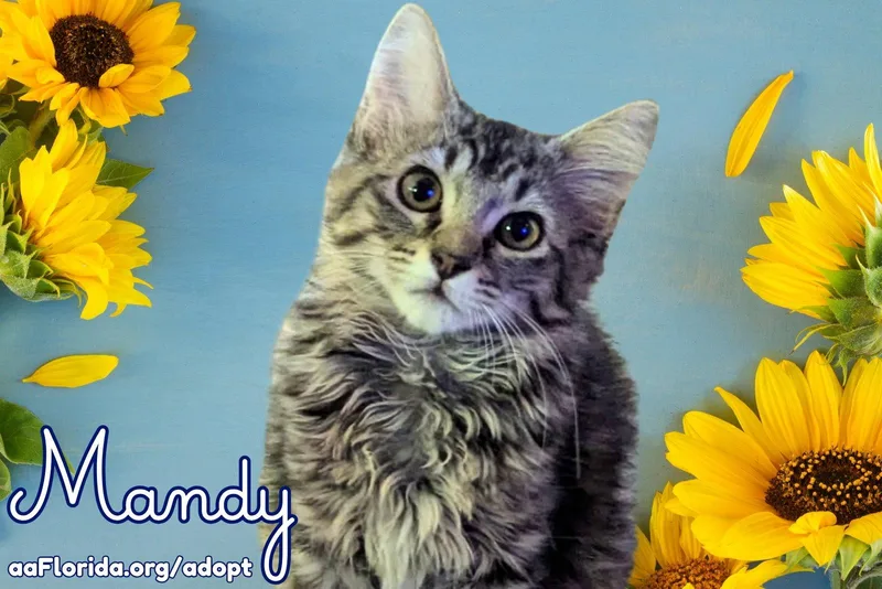 Mandy thumbnail 3