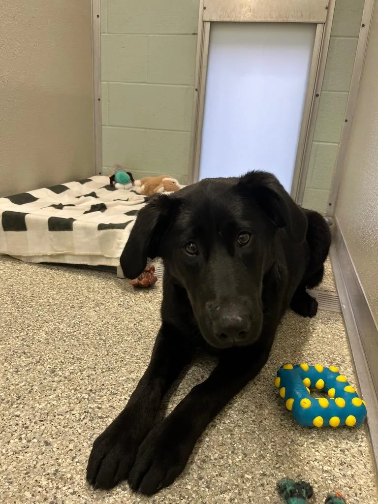A baby medium-sized female Labrador Retriever dog named Gertie for adoption in Auburn, IN