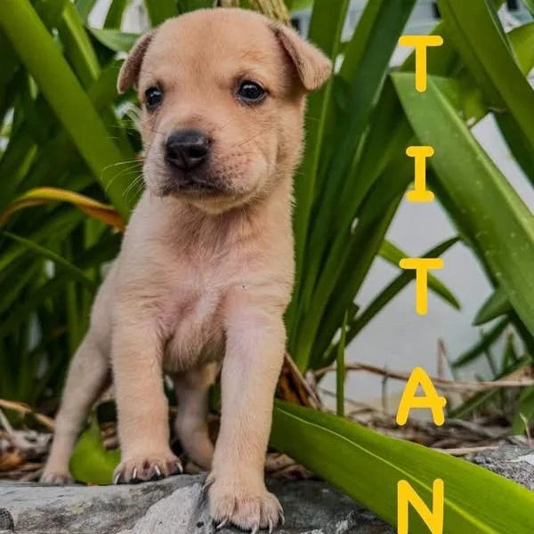 A young medium-sized male Yellow / Tan / Blond / Fawn Mixed Breed dog named Titan for adoption in Frederiksted, VI