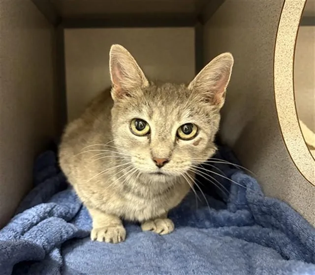 An adult small-sized female Domestic Short Hair cat named Moon for adoption in Aliquippa, PA