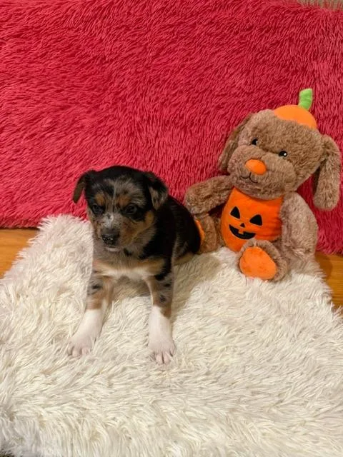 A baby large-sized male Mixed Breed dog named Gunther for adoption in Hot Springs, SD