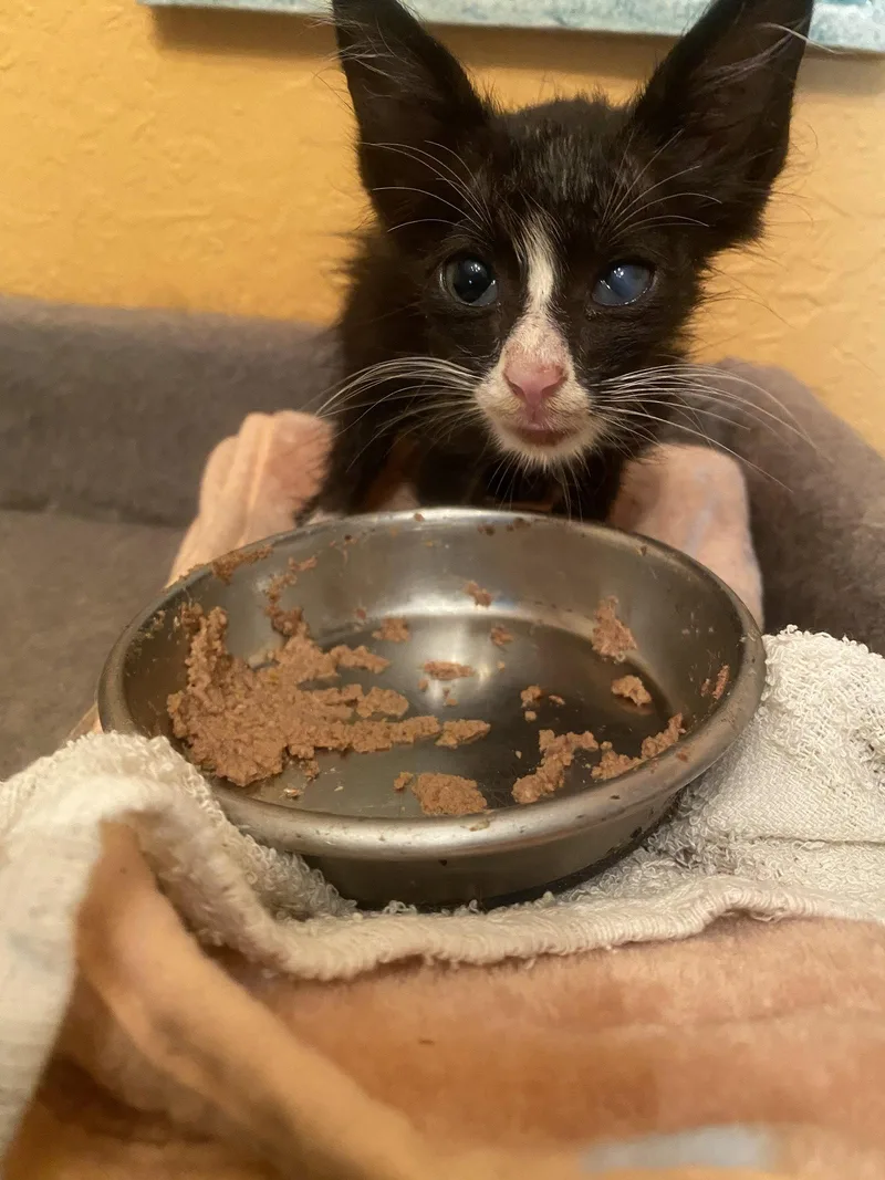 A baby medium-sized male Domestic Medium Hair cat named Umbreon for adoption in Tampa, FL