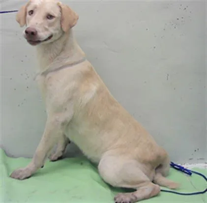 An adult large-sized male Labrador Retriever dog named Tanner Wilson for adoption in Houston, TX