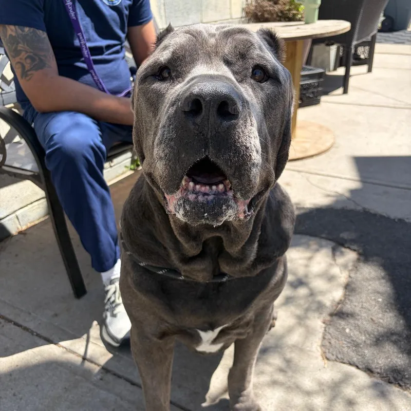 An adult extra large-sized male Gray / Blue / Silver Cane Corso dog named Fang for adoption in Newark, NJ