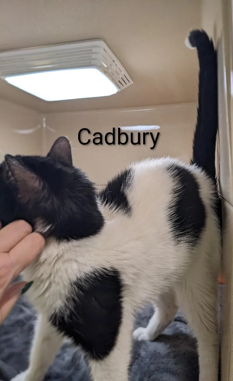 Cadbury thumbnail 2