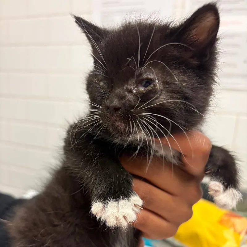 A baby small-sized female Black Domestic Short Hair cat named Peanut for adoption in Pittsburgh, PA