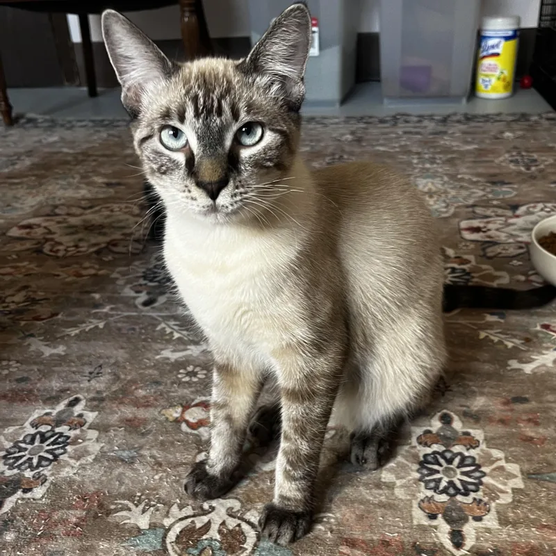 A young large-sized male Lilac Point Siamese cat named Dapple for adoption in Grosse Ile, MI