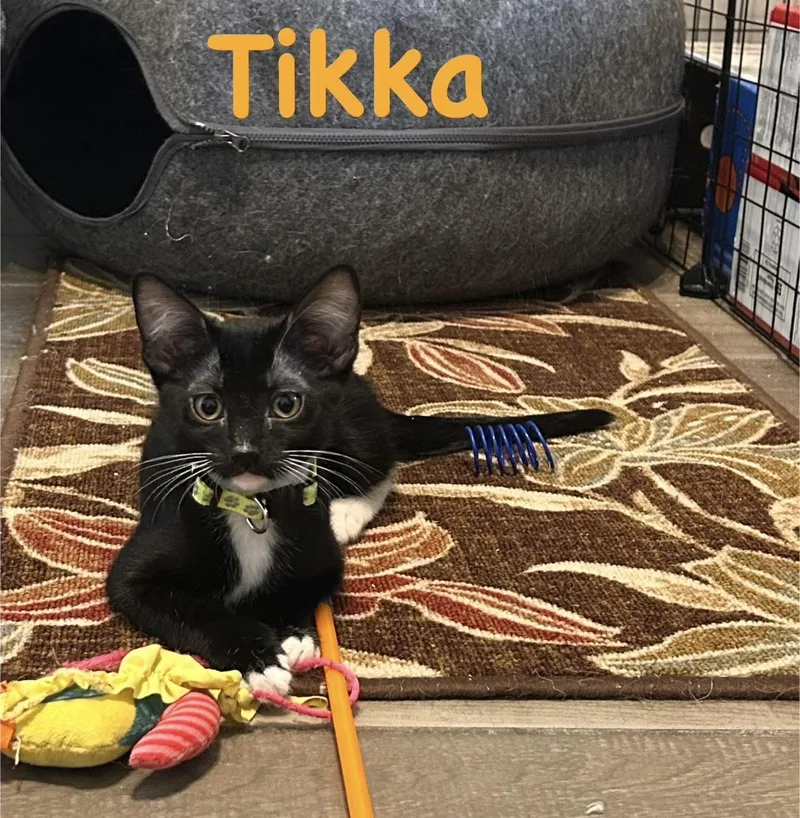 A young small-sized female Black & White / Tuxedo Tuxedo cat named Tikka for adoption in Tucson, AZ