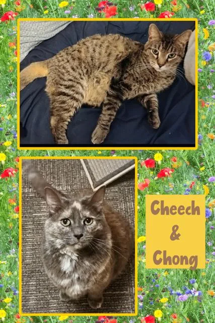 An adult medium-sized male Domestic Short Hair cat named Cheech & Chong for adoption in Kearney, NE