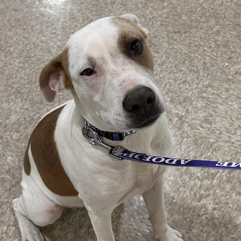 A young medium-sized female White / Cream Mixed Breed dog named Dottie for adoption in Midland, TX