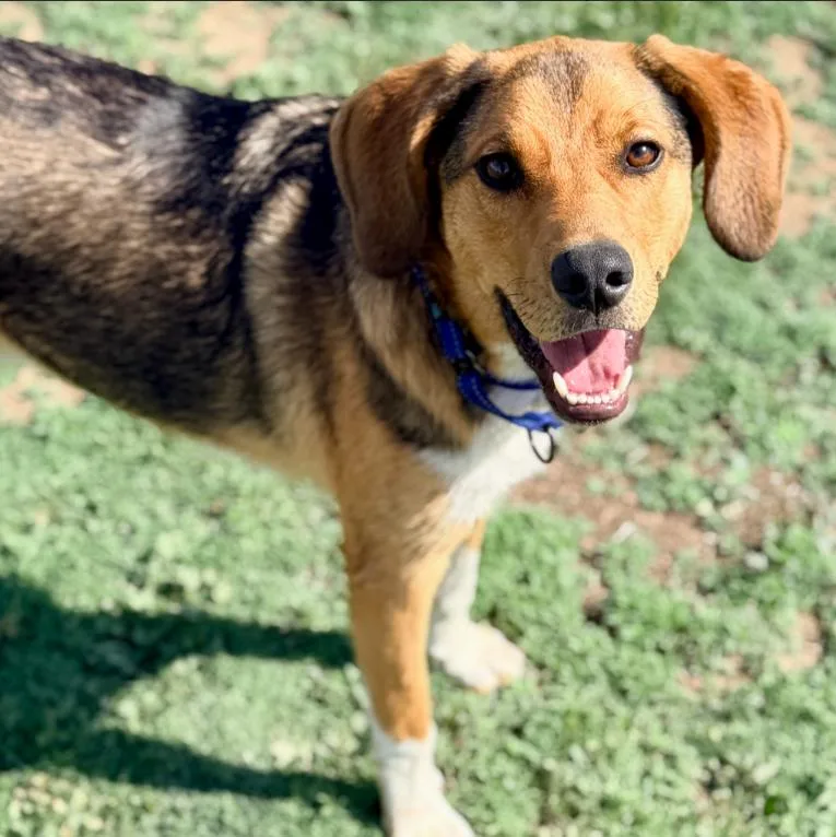 A young medium-sized male Black Beagle dog named Kai for adoption in Mead, CO