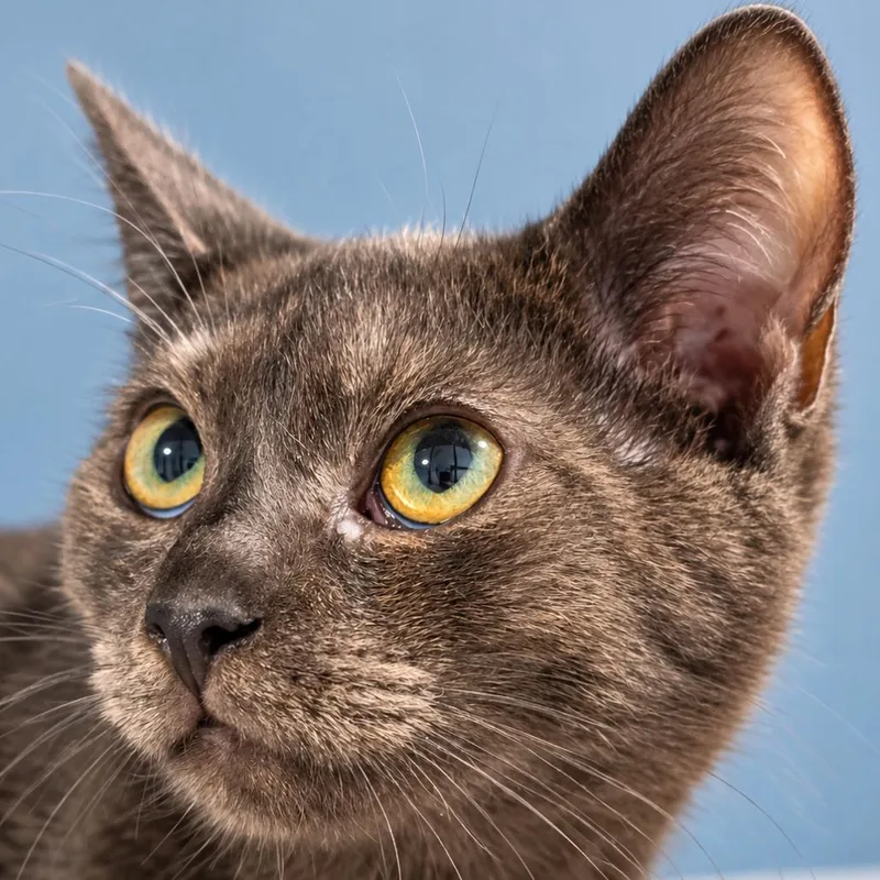 A baby small-sized male Brown / Chocolate Domestic Short Hair cat named Wilt for adoption in Quincy, OH