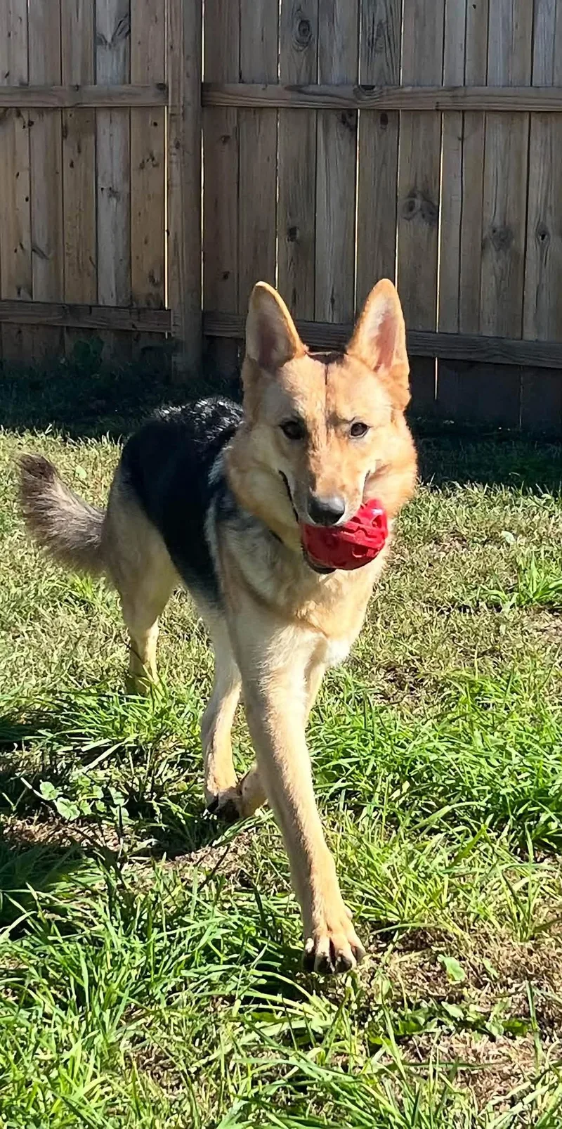 A young large-sized female German Shepherd Dog named Hazel for adoption in Winchester, CA