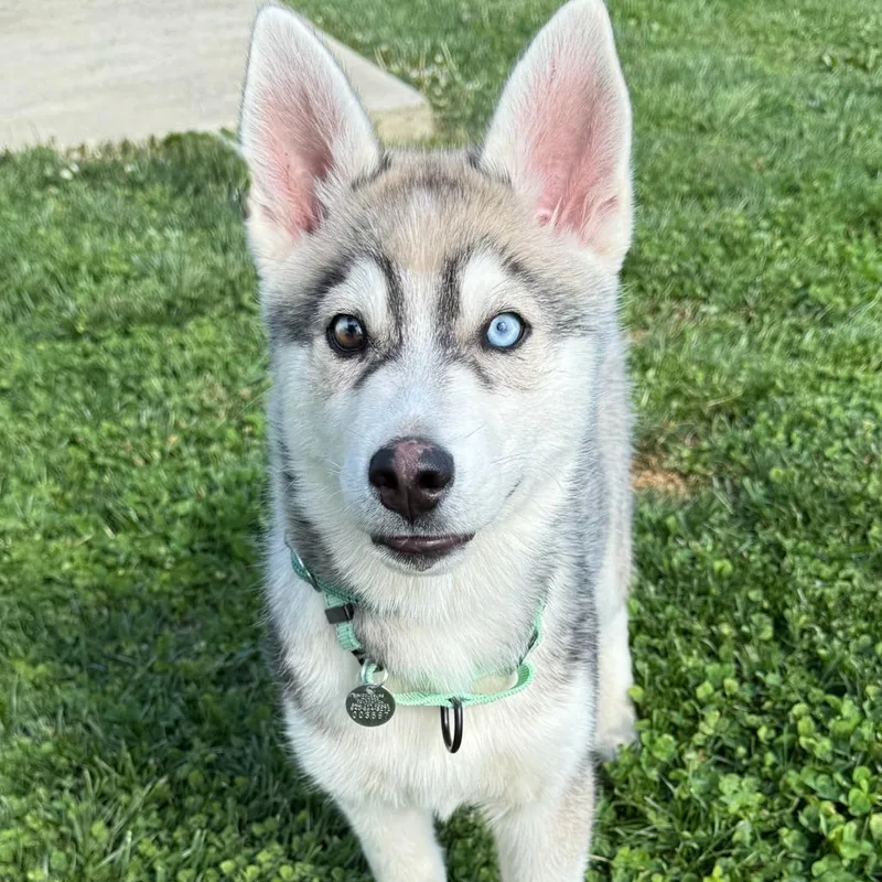 A baby medium-sized male Brown / Chocolate Husky dog named Link for adoption in Marshall, VA