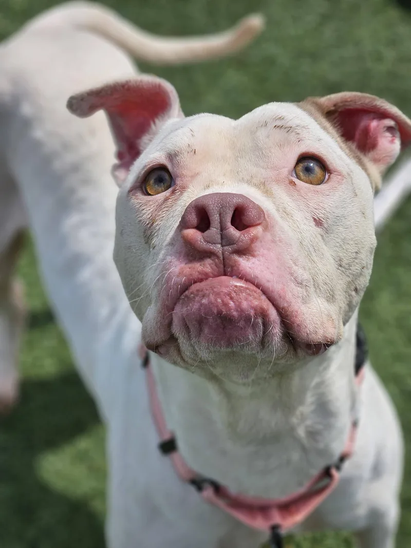 A young medium-sized female White / Cream Pit Bull Terrier dog named Dottie for adoption in Cleveland, OH