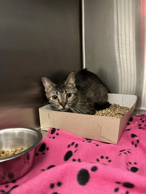 An adult medium-sized female Domestic Short Hair cat named Kt for adoption in Indianapolis, IN